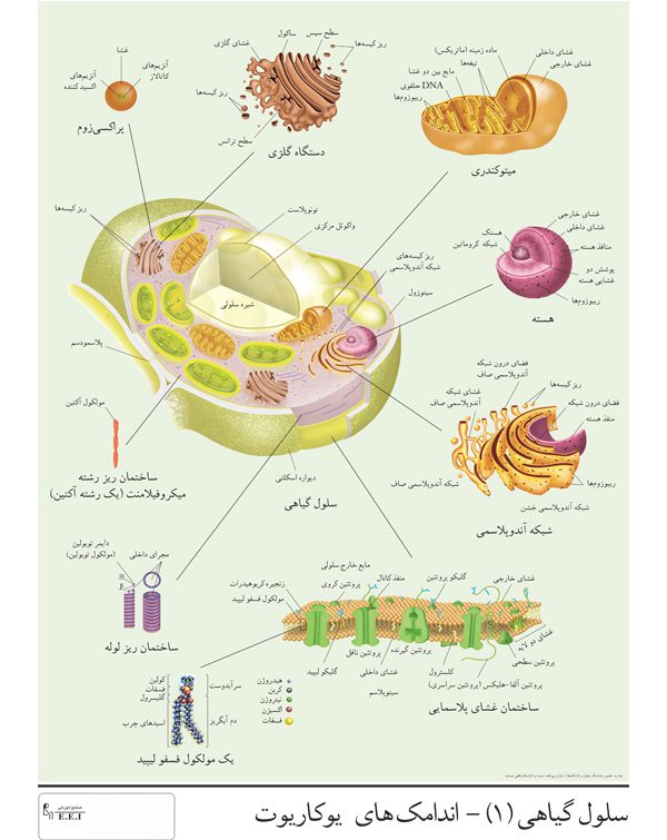 پوستر سلول گیاهی (اندامک های یوکاریوت)