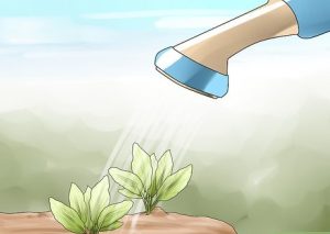زمان مناسب برای آبیاری گیاهان