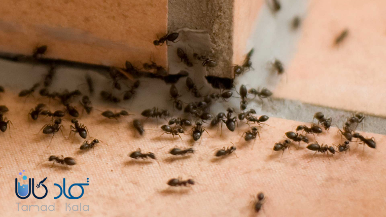 استفاده از بوراکس برای از بین بردن مورچه ها