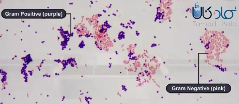 مقایسه باکتری‌های گرم مثبت و گرم منفی زیر میکروسکوپ