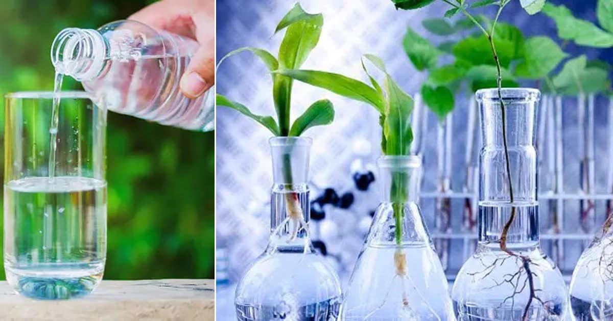 بهترین آب برای گیاهان چیست