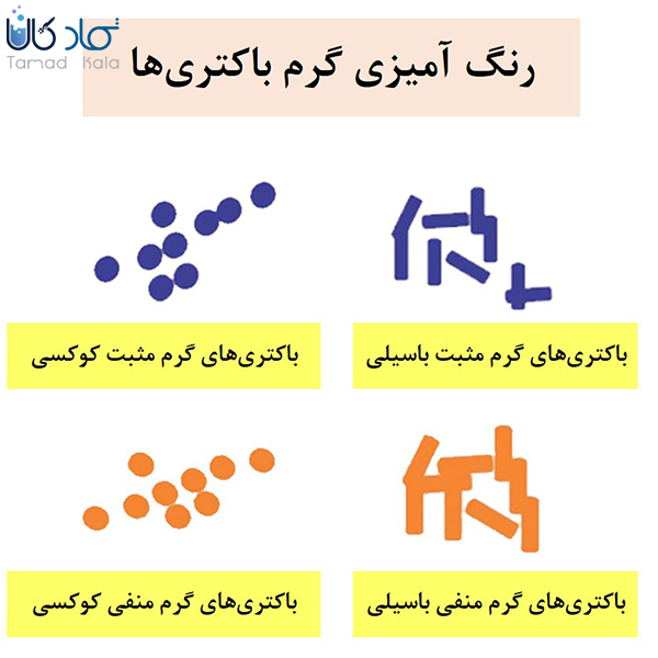 رنگ آمیزی گرم باکتری