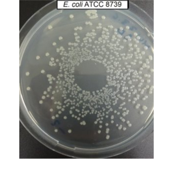 اسچریچیا کولی کد ATCC8739