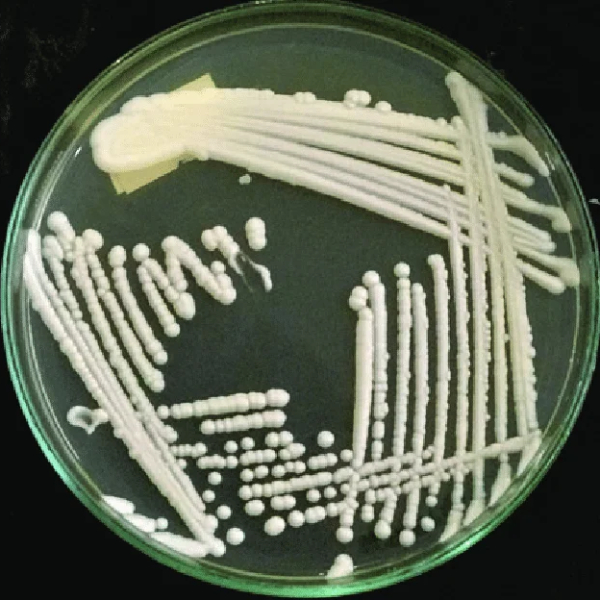 کاندیدا آلبیکنس کد ATCC 10231